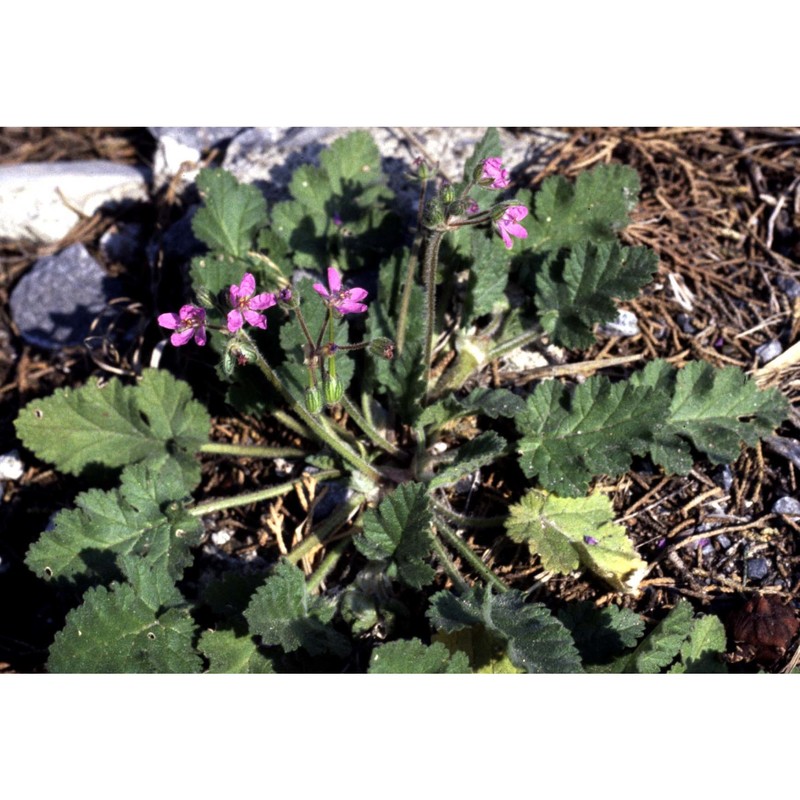 erodium botrys (cav.) bertol.