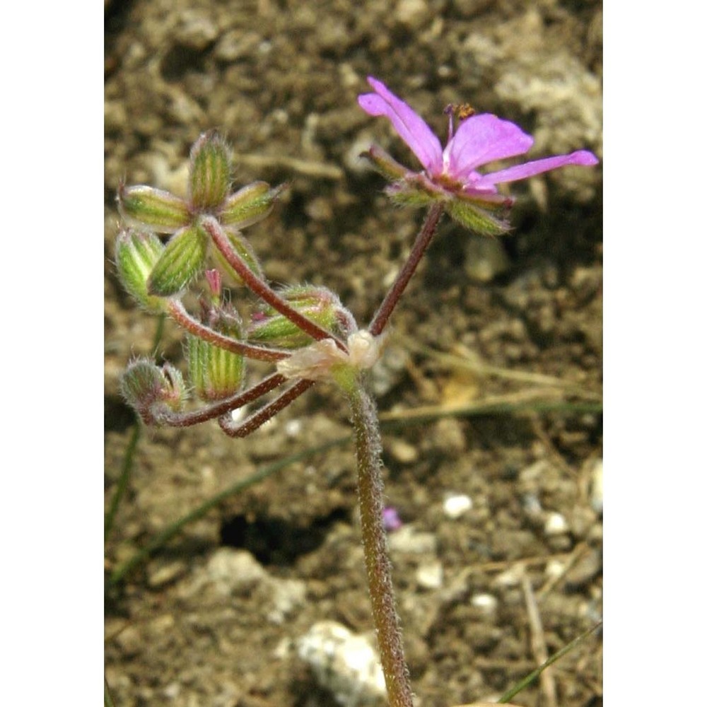 erodium botrys (cav.) bertol.
