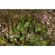 erodium botrys (cav.) bertol.