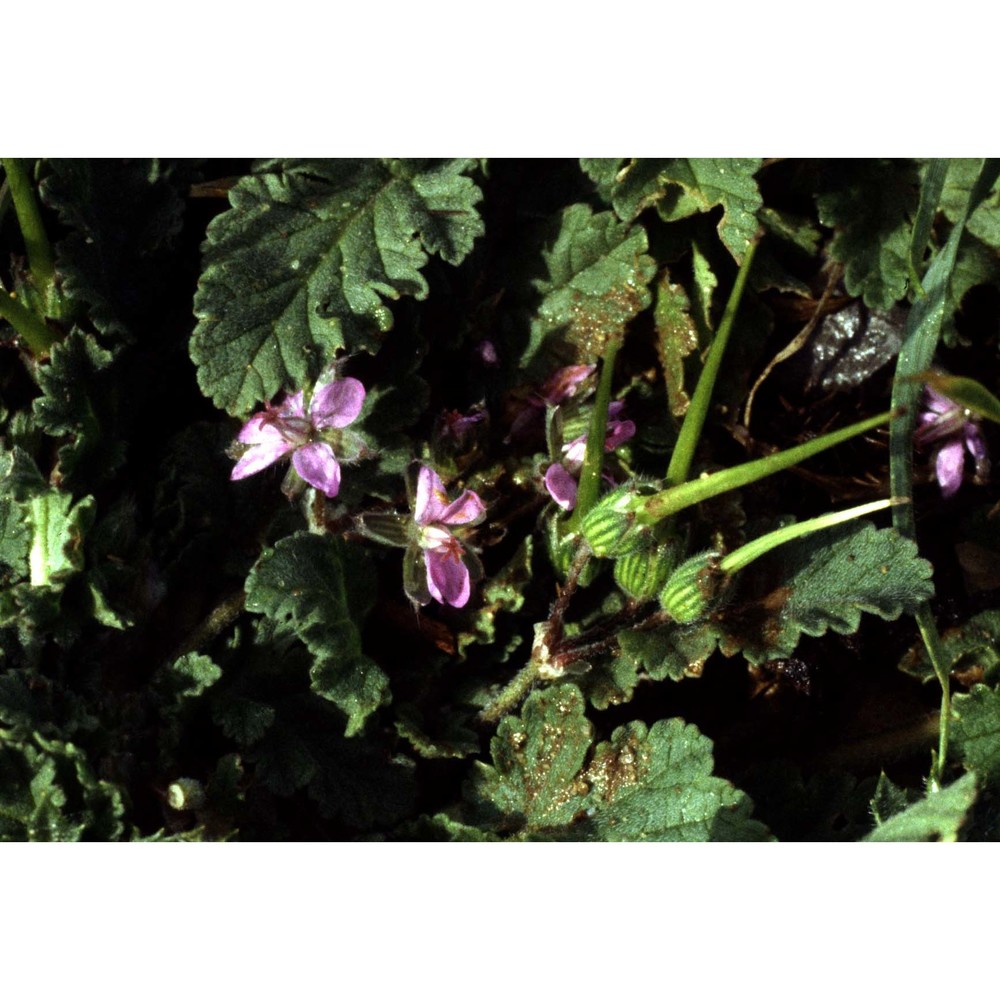 erodium chium (l.) willd.