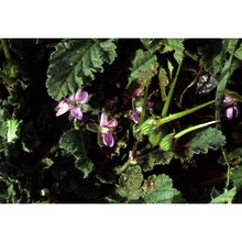 erodium chium (l.) willd.