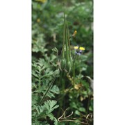 erodium ciconium (l.) l'hér.