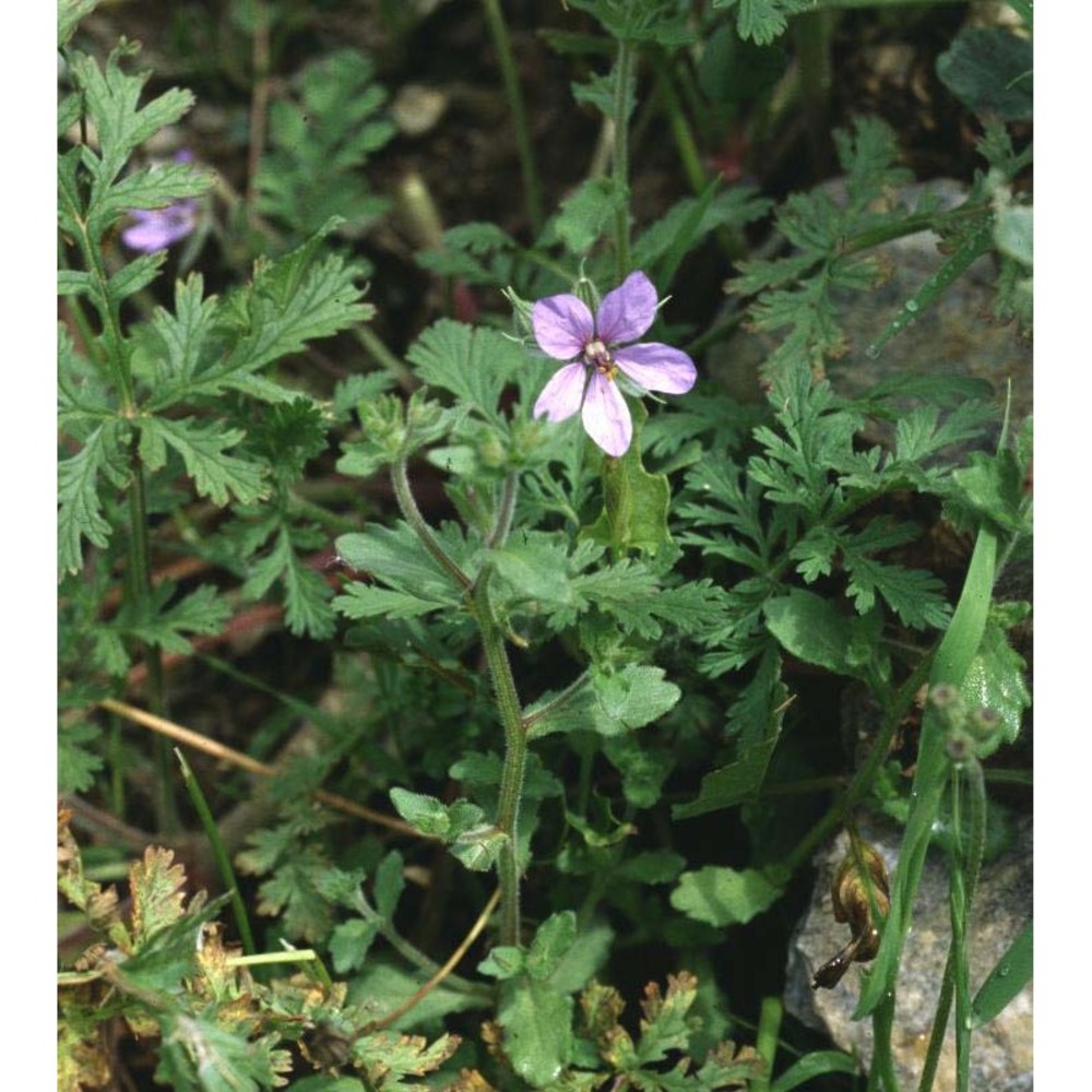 erodium ciconium (l.) l'hér.