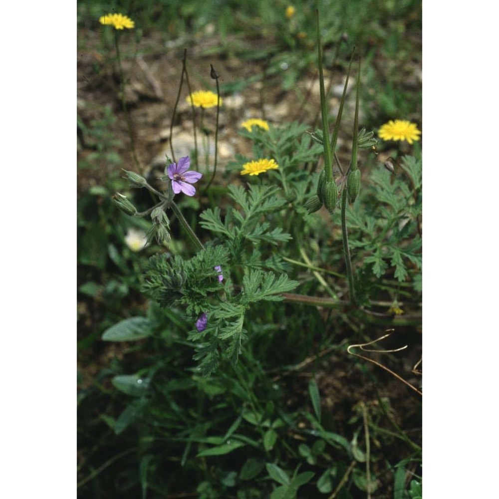 erodium ciconium (l.) l'hér.