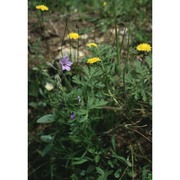 erodium ciconium (l.) l'hér.