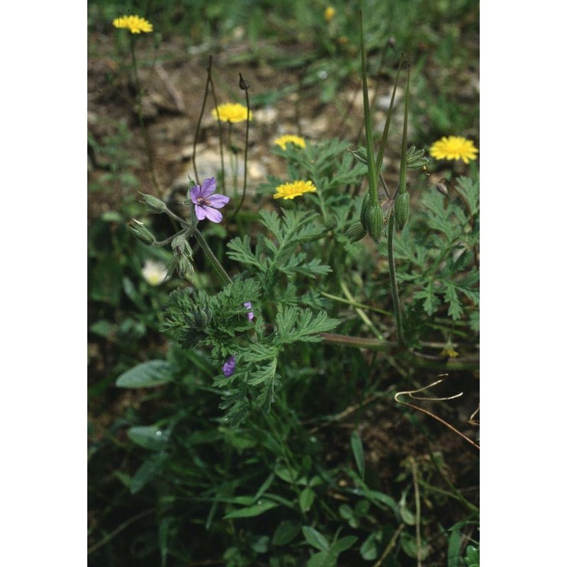 erodium ciconium (l.) l'hér.