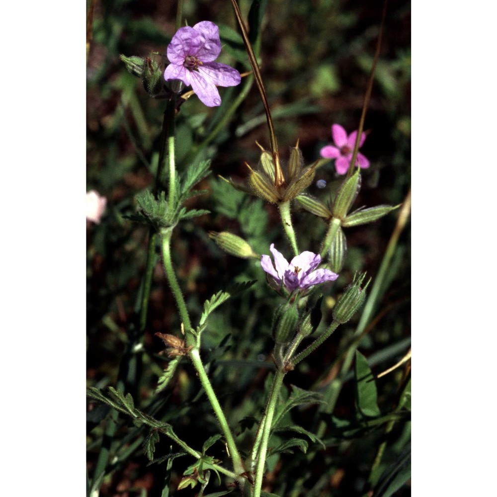 erodium ciconium (l.) l'hér.