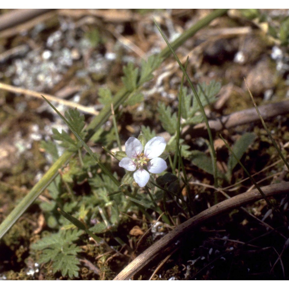 erodium cicutarium (l.) l'hér.