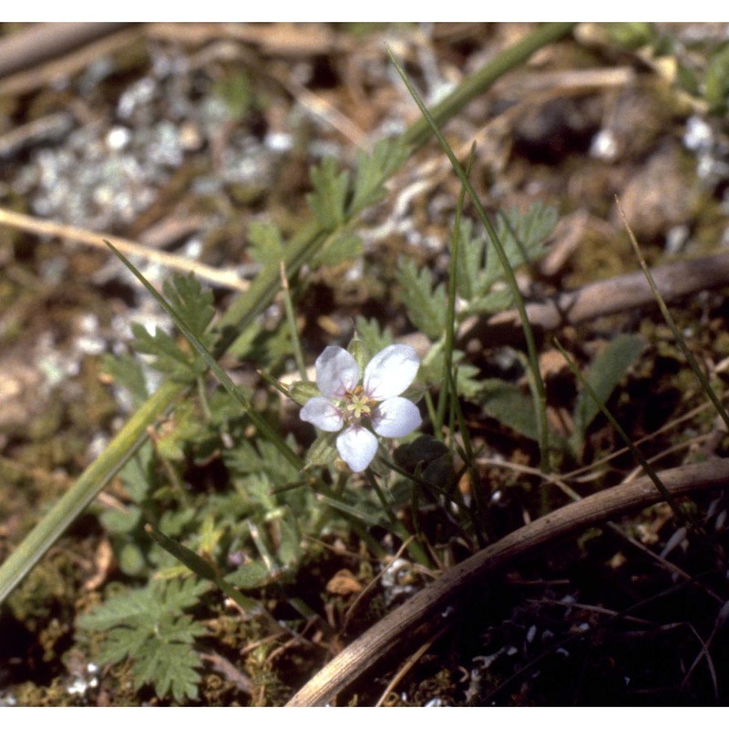 erodium cicutarium (l.) l'hér.