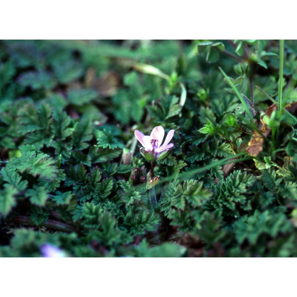 erodium cicutarium (l.) l'hér.