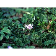 erodium cicutarium (l.) l'hér.