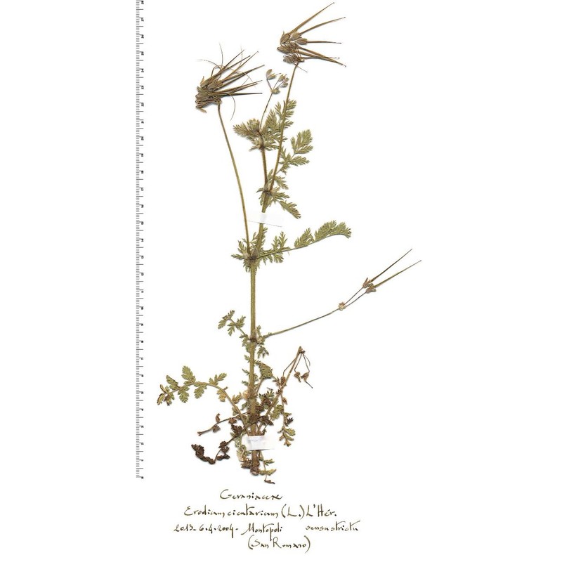 erodium cicutarium (l.) l'hér.
