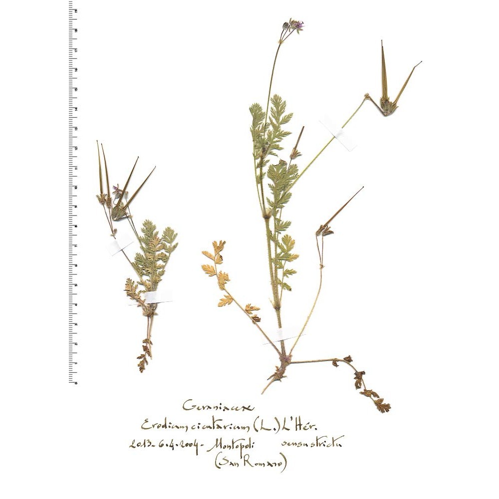 erodium cicutarium (l.) l'hér.