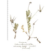 erodium cicutarium (l.) l'hér.