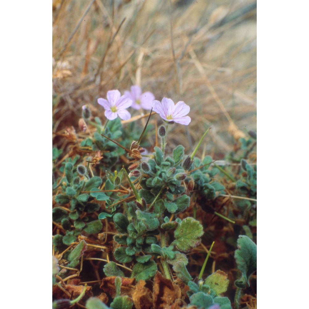 erodium corsicum léman