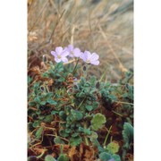 erodium corsicum léman