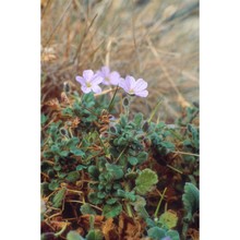 erodium corsicum léman