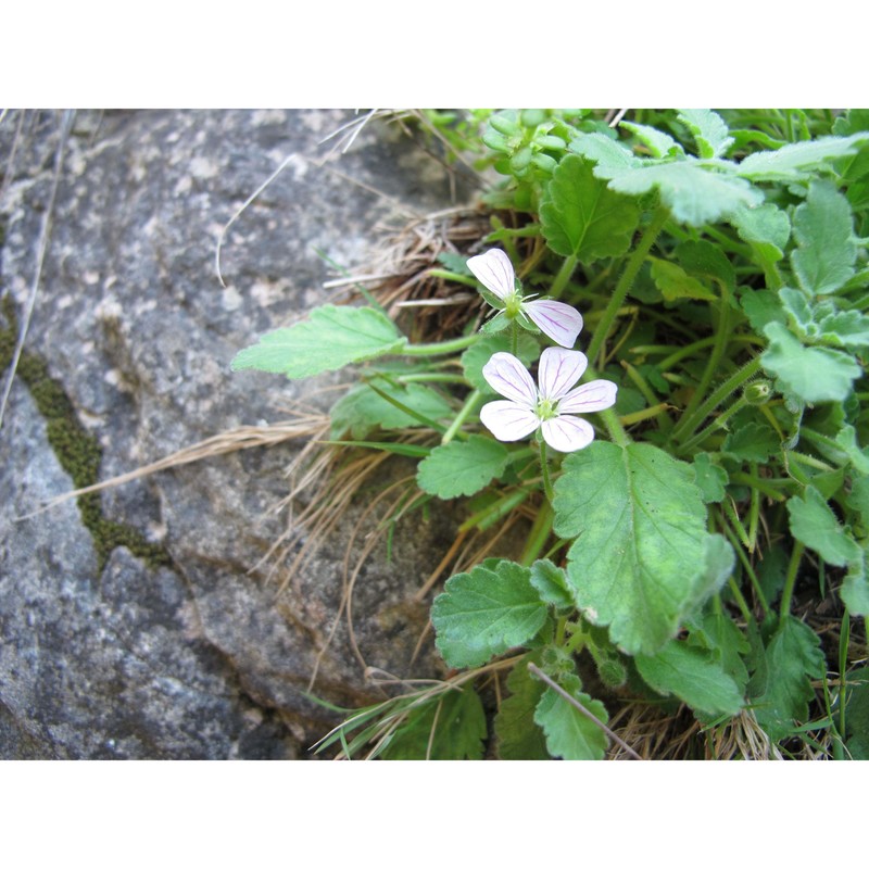 erodium corsicum léman