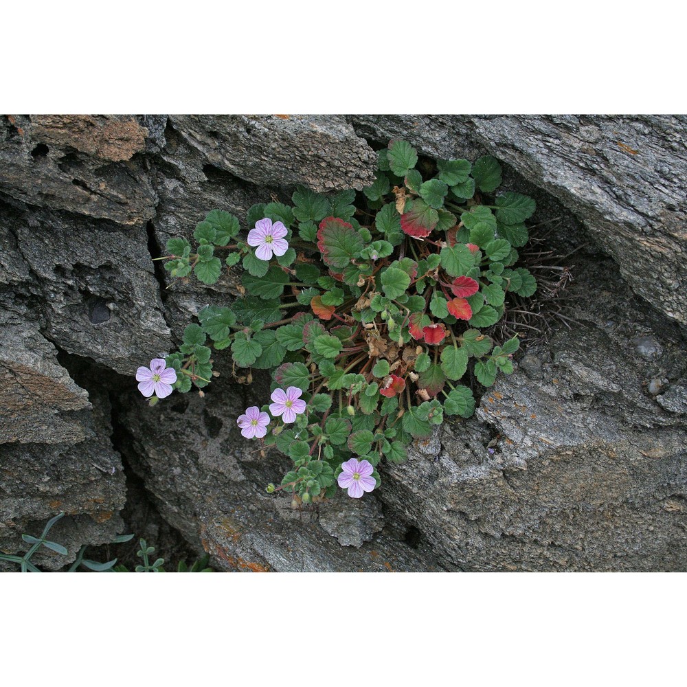 erodium corsicum léman