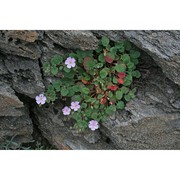 erodium corsicum léman
