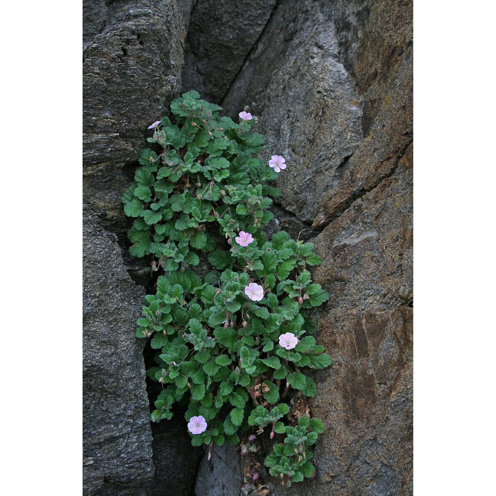 erodium corsicum léman