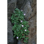 erodium corsicum léman