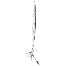 erodium glaucophyllum (l.) l'hér.