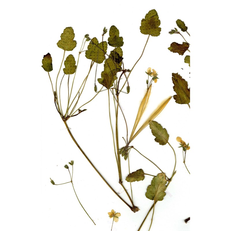 erodium glaucophyllum (l.) l'hér.