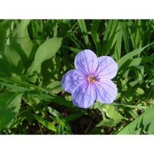 erodium gruinum (l.) l'hér.