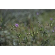 erodium laciniatum (cav.) willd.