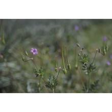 erodium laciniatum (cav.) willd.