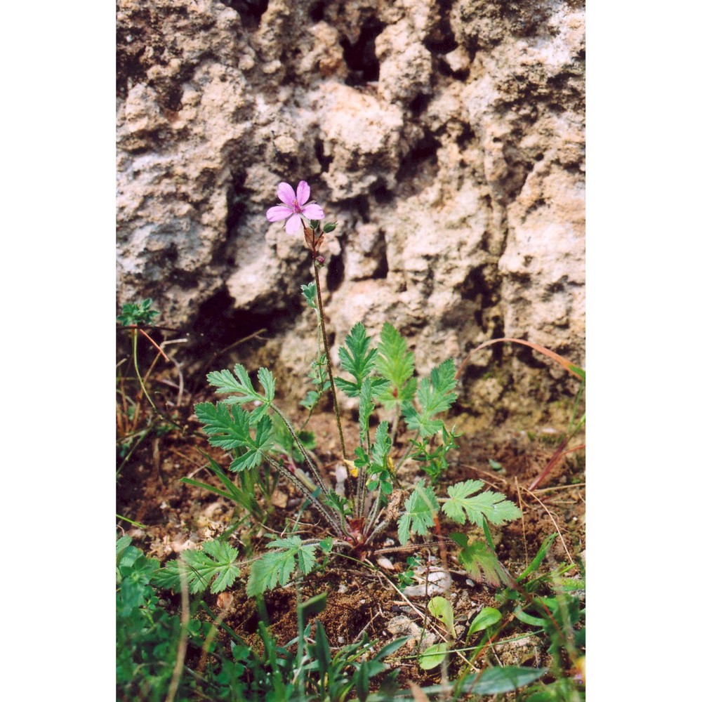 erodium laciniatum (cav.) willd.