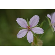 erodium laciniatum (cav.) willd.
