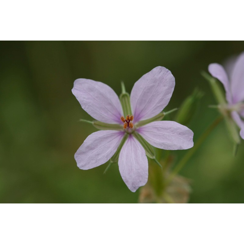 erodium laciniatum (cav.) willd.