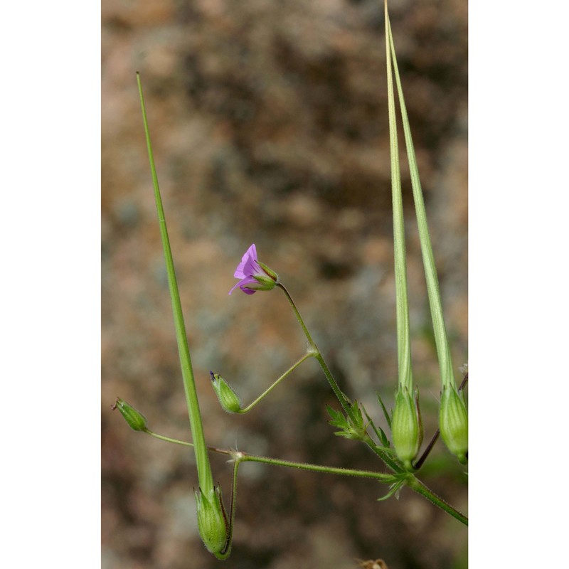 erodium laciniatum (cav.) willd.