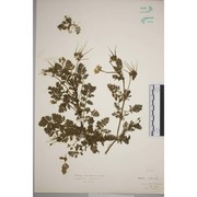 erodium lebelii jord. subsp. marcuccii (parl.) guitt.