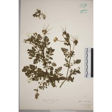 erodium lebelii jord. subsp. marcuccii (parl.) guitt.