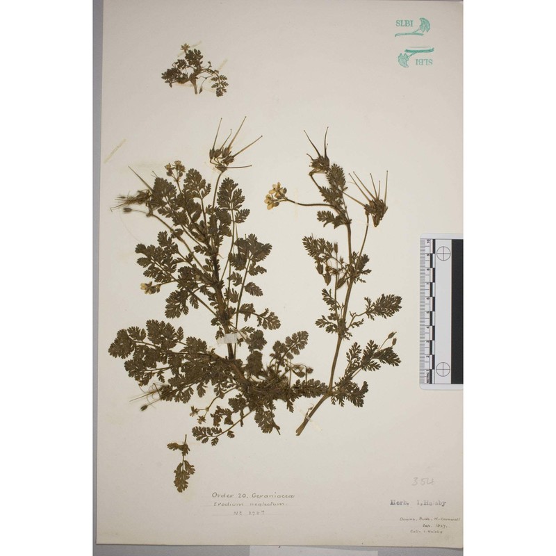 erodium lebelii jord. subsp. marcuccii (parl.) guitt.