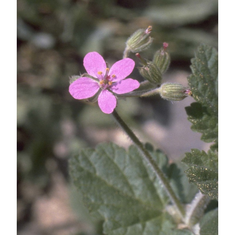 erodium malacoides (l.) l'hér.