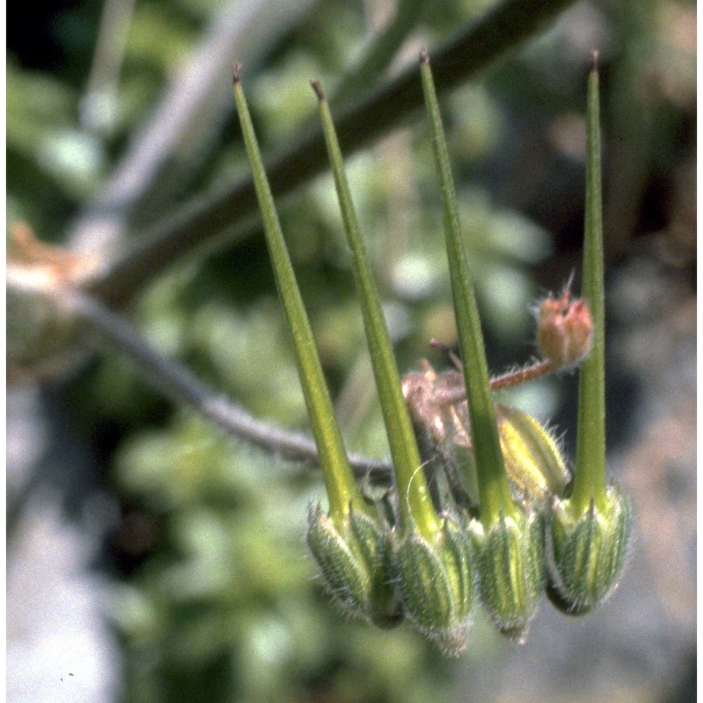 erodium malacoides (l.) l'hér.