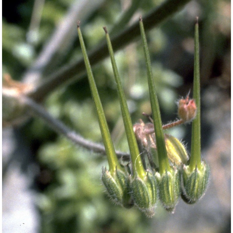 erodium malacoides (l.) l'hér.
