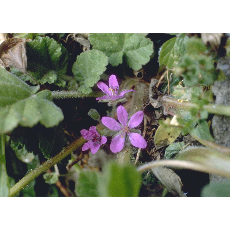 erodium malacoides (l.) l'hér.