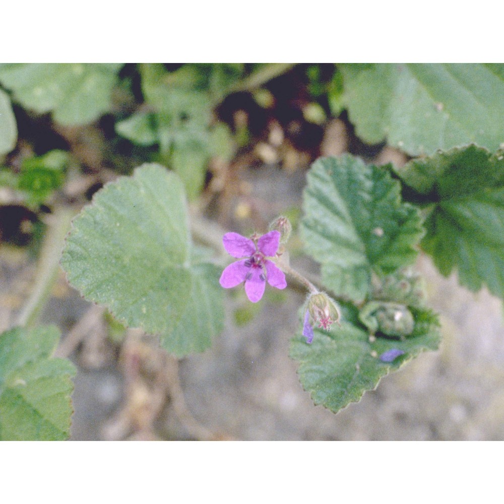 erodium malacoides (l.) l'hér.