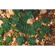 erodium maritimum (l.) l'hér.