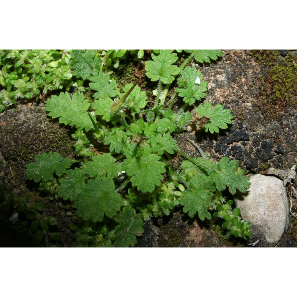 erodium maritimum (l.) l'hér.