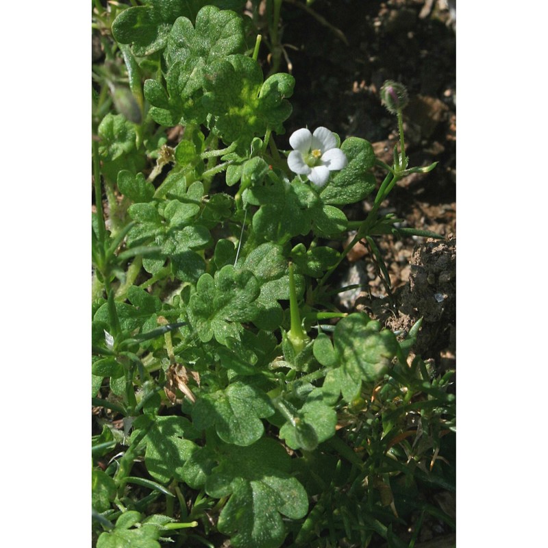 erodium maritimum (l.) l'hér.