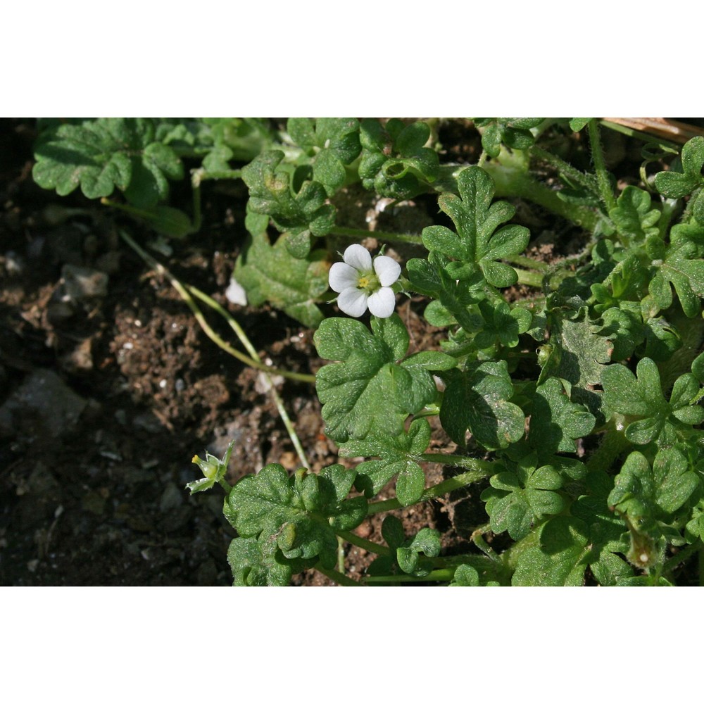 erodium maritimum (l.) l'hér.