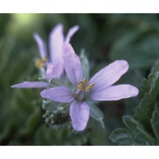 erodium moschatum (l.) l'hér.
