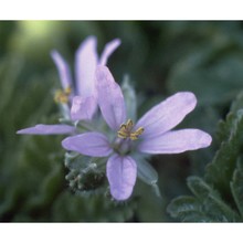 erodium moschatum (l.) l'hér.