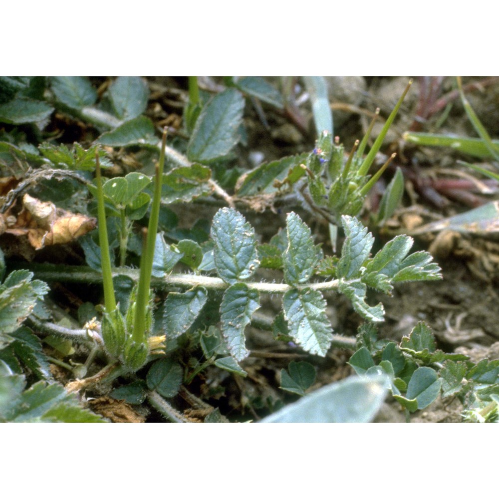 erodium moschatum (l.) l'hér.